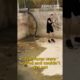 😥 Emotional Animal Rescue Story! #shorts