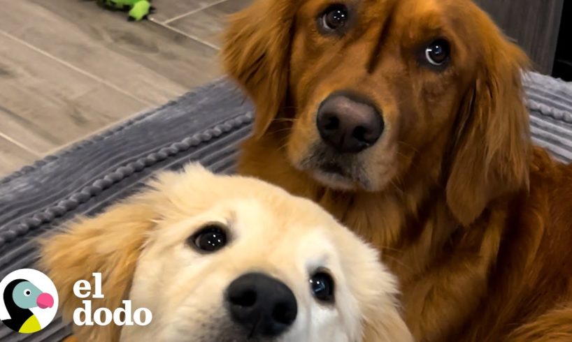 Esta golden retriever se encuentra con una pequeña versión de sí misma... su hermana menor | El Dodo