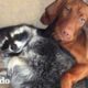 Este perro es muy protector con su hermana mapache | El Dodo