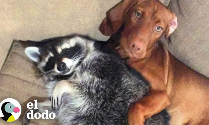 Este perro es muy protector con su hermana mapache | El Dodo