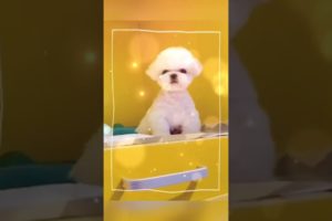 Extremely Funniest Maltese & Cutest Puppies Maltese  Funny Puppies Videos Compilation 24