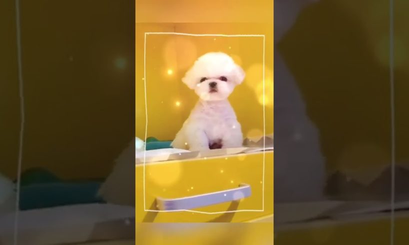 Extremely Funniest Maltese & Cutest Puppies Maltese  Funny Puppies Videos Compilation 24