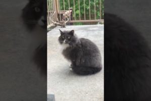 Fluffy Cute Cat says Anybody Home #stray cats #animal rescue