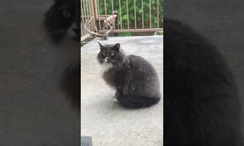 Fluffy Cute Cat says Anybody Home #stray cats #animal rescue