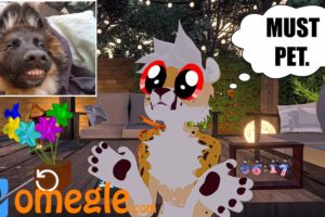 Found The Cutest Puppies On Omegle! (VRchat)