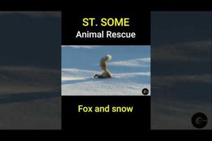 Fox in the snow | Animal Rescues #Shorts