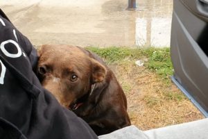 Friendly Stray Dog Waits Every Day In The Same Place For Someone To Save Him