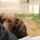 Friendly Stray Dog Waits Every Day In The Same Place For Someone To Save Him