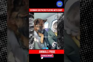 Funniest German Shepherd Dog Playing With Baby In A Car | Animals Pride | #shorts #youtubeshorts