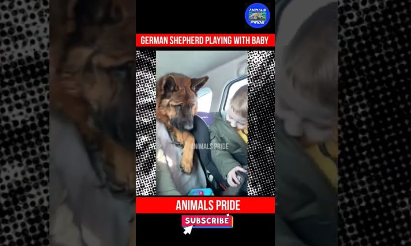 Funniest German Shepherd Dog Playing With Baby In A Car | Animals Pride | #shorts #youtubeshorts