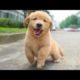 Funniest & Cutest Golden Retriever Puppies - 30 Minutes of Funny Puppy Videos 2022 #7