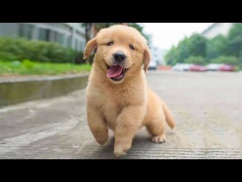 Funniest & Cutest Golden Retriever Puppies - 30 Minutes of Funny Puppy Videos 2022 #7