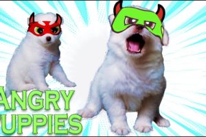 Funniest & Cutest Puppies  - Avi & Cado Very angry &  Screaming Loud 🥰 Funny Puppy Videos 2022 🐶