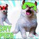 Funniest & Cutest Puppies  - Avi & Cado Very angry &  Screaming Loud 🥰 Funny Puppy Videos 2022 🐶