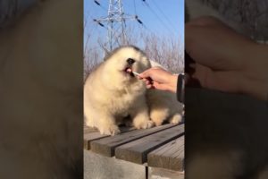 Funniest and Cutest Puppies, Funny Puppy Video 2022 Ep152