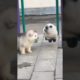 Funniest and Cutest Puppies, Funny Puppy Video 2022 Ep18