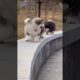 Funniest and Cutest Puppies, Funny Puppy Video 2022 Ep21