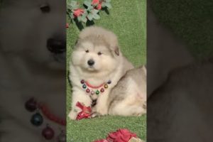Funniest and Cutest Puppies, Funny Puppy Video 2022 Ep216