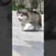 Funniest and Cutest Puppies, Funny Puppy Video 2022 Ep239