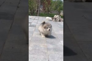 Funniest and Cutest Puppies, Funny Puppy Video 2022 Ep289