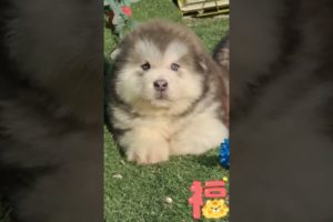Funniest and Cutest Puppies, Funny Puppy Video 2022 Ep306
