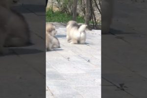 Funniest and Cutest Puppies, Funny Puppy Video 2022 Ep319