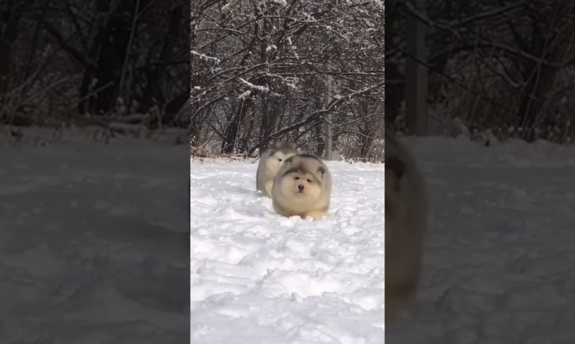 Funniest and Cutest Puppies, Funny Puppy Video 2022 Ep32