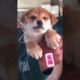 Funniest and Cutest Puppies, Funny Puppy Video 2022 Ep325