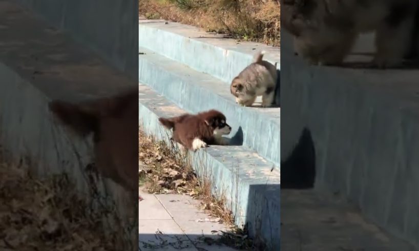 Funniest and Cutest Puppies, Funny Puppy Video 2022 Ep330