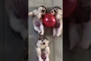 Funniest and Cutest Puppies, Funny Puppy Video 2022 Ep54