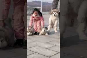 Funniest and Cutest Puppies, Funny Puppy Video 2022 Ep59
