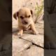 Funniest and Cutest Puppies, Funny Puppy Video 2022 Ep75