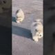Funniest and Cutest Puppies, Funny Puppy Video 2022 Ep76
