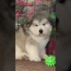 Funniest and Cutest Puppies, Funny Puppy Video 2022 Ep85