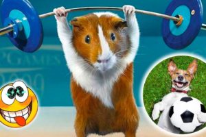 Funny Animals Playing Sports 🐶🏓🥎😻 Funny Animal Videos 2022 😂 - Best Dogs And Cats Videos 😺😍