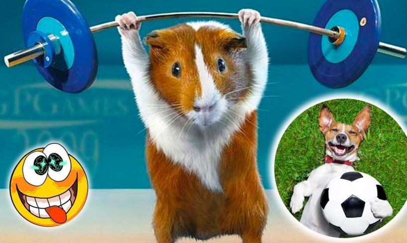 Funny Animals Playing Sports 🐶🏓🥎😻 Funny Animal Videos 2022 😂 - Best Dogs And Cats Videos 😺😍