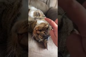 Funny Animals 🤣 Playing on Cat Whiskers 😹, verryfunnycat cat video #Shorts