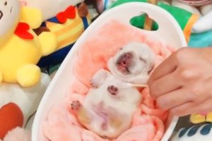 Funny & Cutest Puppies Videos Compilation #7 | Super cute pets