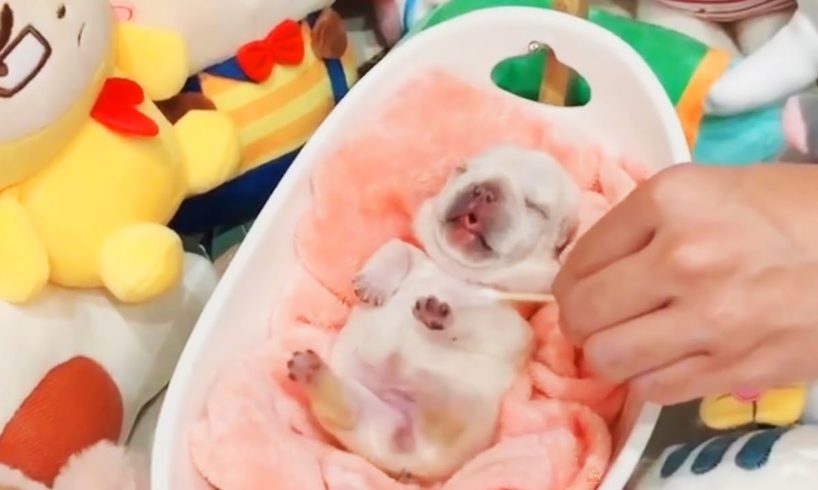 Funny & Cutest Puppies Videos Compilation #7 | Super cute pets