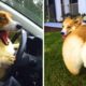 Funny and Cute corgi puppies videos compilation 2021❤ Cutest corgis Ever! Part 2