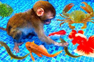 Funny animal videos, baby monkeys playing with crabs,turtles, catfish,guppies with surprise eggs, 4K