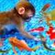 Funny animal videos, baby monkeys playing with crabs,turtles, catfish,guppies with surprise eggs, 4K