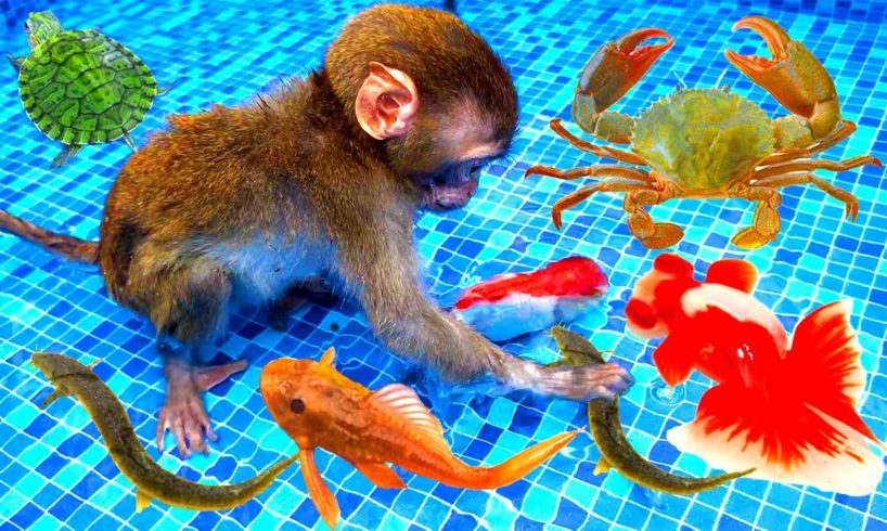 Funny animal videos, baby monkeys playing with crabs,turtles, catfish,guppies with surprise eggs, 4K