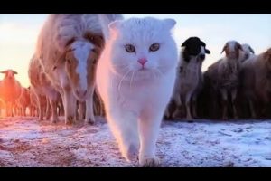 Funny animals - Funny cats / dogs - Funny animal videos 196
