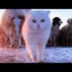 Funny animals - Funny cats / dogs - Funny animal videos 196