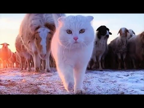 Funny animals - Funny cats / dogs - Funny animal videos 196