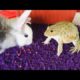 Funny bullfrog/ funny animals, bullfrog sounds cute frog video compilation
