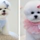 Funny dogs and Cute : Videos  Cutest Puppies🐶Maw animals