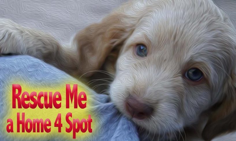 GMG TV - Rescue Me A Home 4 Spot (FULL MOVIE IN ENGLISH | Pet Rescue & Adoption)