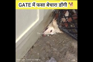 Gate में फसा डॉगी 🐕 मरने ही वाला था पर।#animals #shorts #facts #viral #dog #animallover #pets